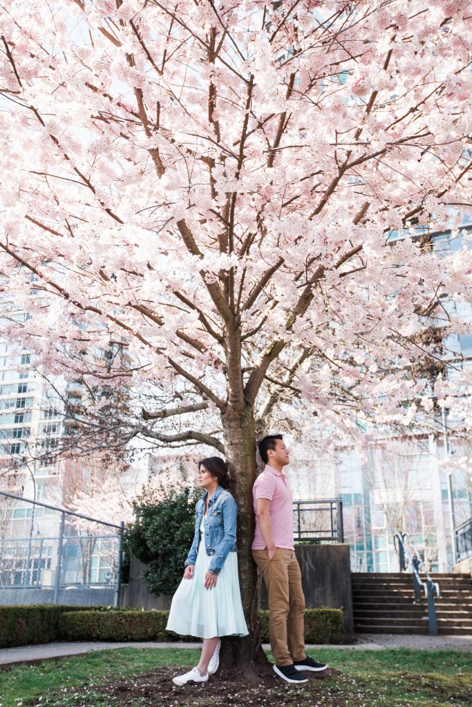 Cherry Blossom Spring engagement session in vancouver where the couple are both leaning on a cherry blossom tree