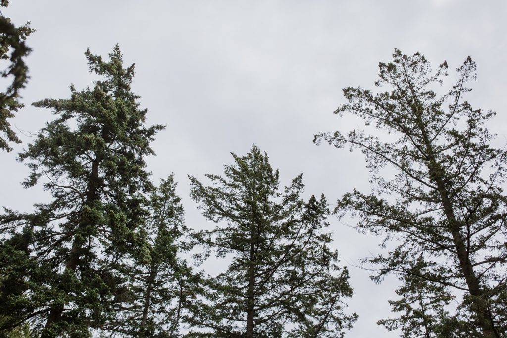 Lanscape photos trees in whytecliff park