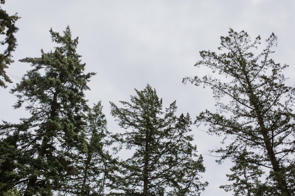 Lanscape photos trees in whytecliff park